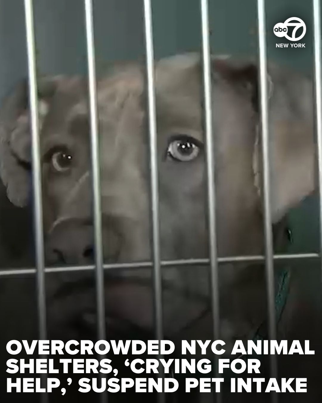 ”This is a crisis’: Overcrowded Animal Care Centers of NYC suspends pet intake for first time ever’ LS