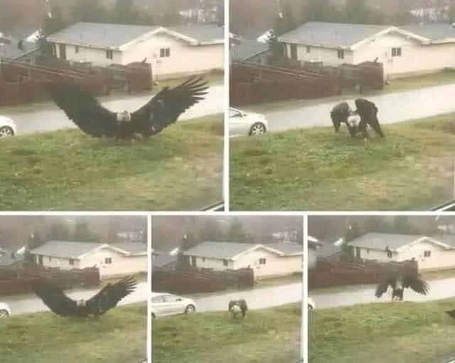 Giant Eagle captured in Bro.SH