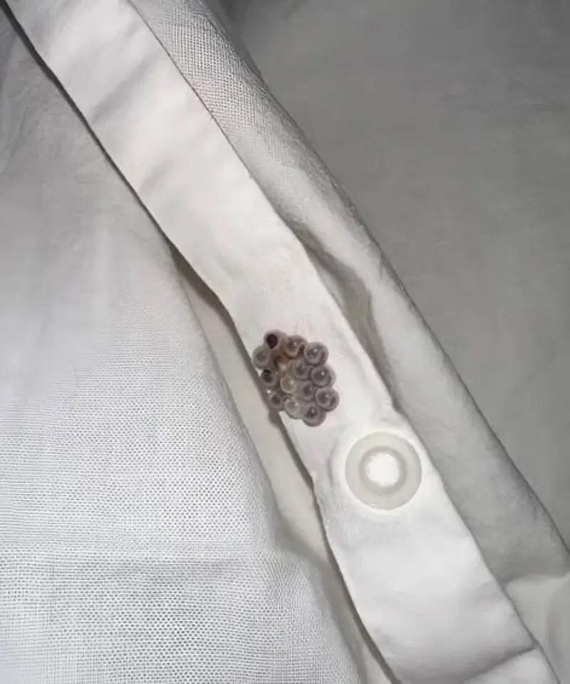 A Shocking Discovery in My Bed Turned Into a Wake-Up Call About Hidden Home Dangers – Magfeeds.SH