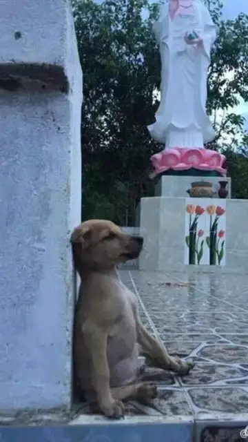 Uno de los perros imitando la pose 