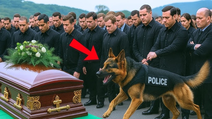 They Opened An Officer's Coffin Because His Police Dog Kept Barking—What They Found Shocked Everyone - YouTube